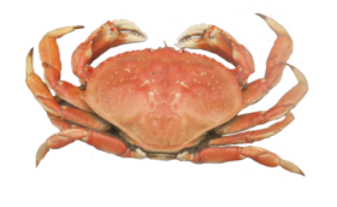 Red Crab Image PNG