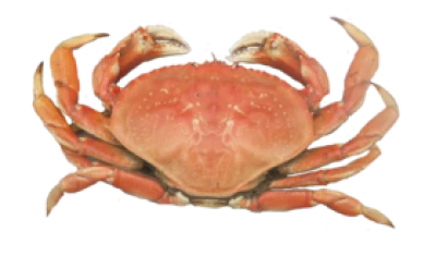 Red Crab Image PNG