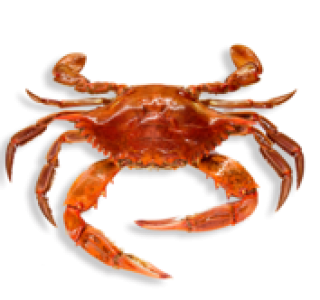 Red Crab Image PNG