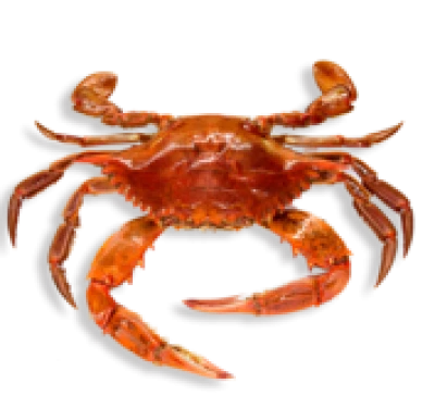 Red Crab Image PNG