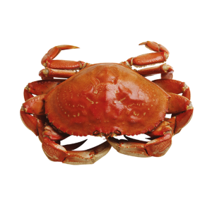 Red Crab Image PNG
