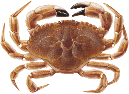 Red Crab Image PNG