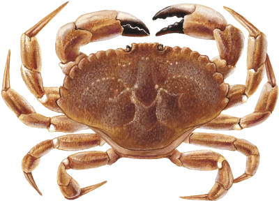 Red Crab Image PNG