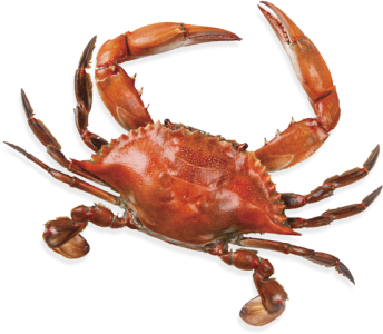 Red Crab Image PNG