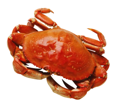 Red Crab Image PNG