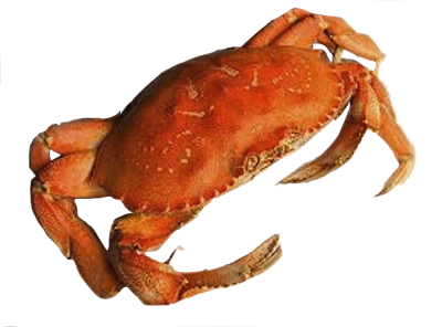 Red Crab Image PNG