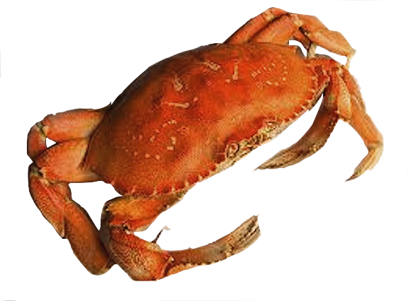 Red Crab Image PNG