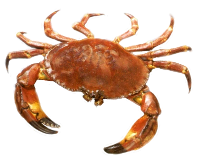 Red Crab Image PNG