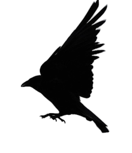 Crow Clipart Transparent PNG