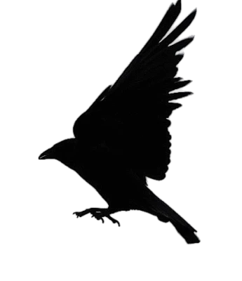 Crow Clipart Transparent PNG