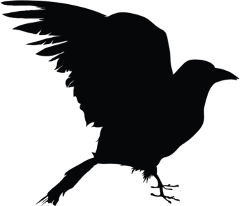 Crow Clipart Transparent PNG