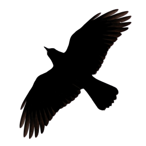 Black Crow Cartoon Clipart PNG