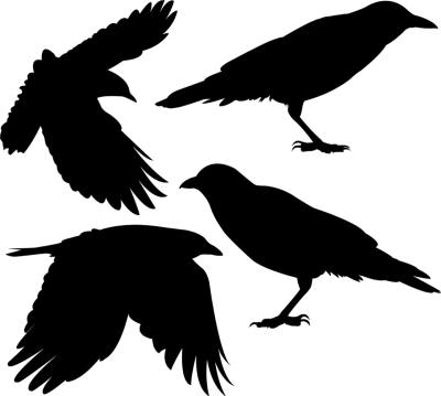 Black Crow Cartoon Clipart PNG