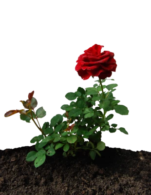 Crown of Thorns Transparent PNG