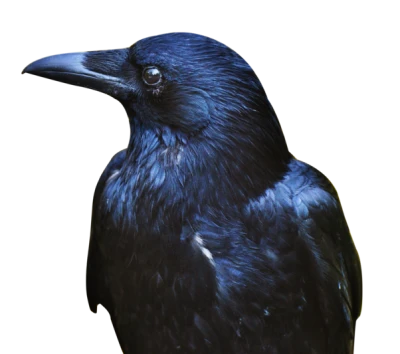 Crow Transparent PNG