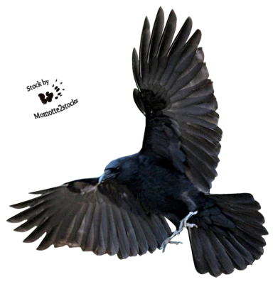 Crow Transparent PNG