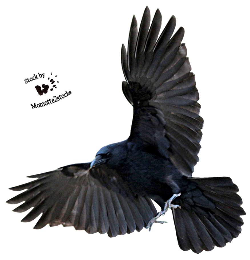 Crow Transparent PNG