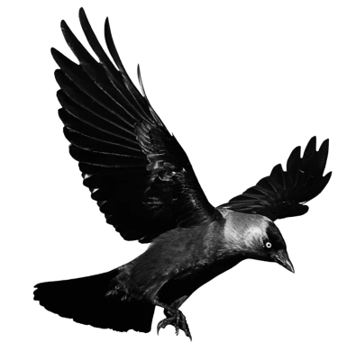 Crow Transparent PNG