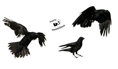 Crow Transparent PNG