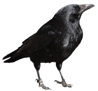 Black Crow Image PNG