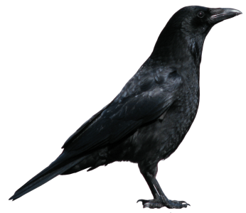 Black Crow Image PNG